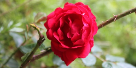 rosa