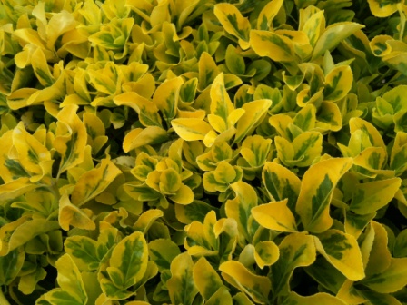 amarillo con manchas verdes